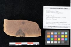 Foto (Objekt + Etikett) von Quercus palaeoilex Ettingshausen (NHMW-GEO-2024-0188-0810)